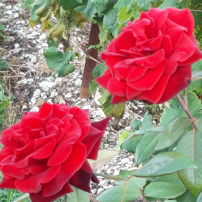 depressione e Ho'oponopono