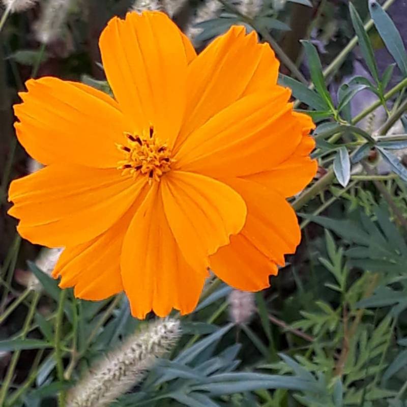 depressione e ho'oponopono