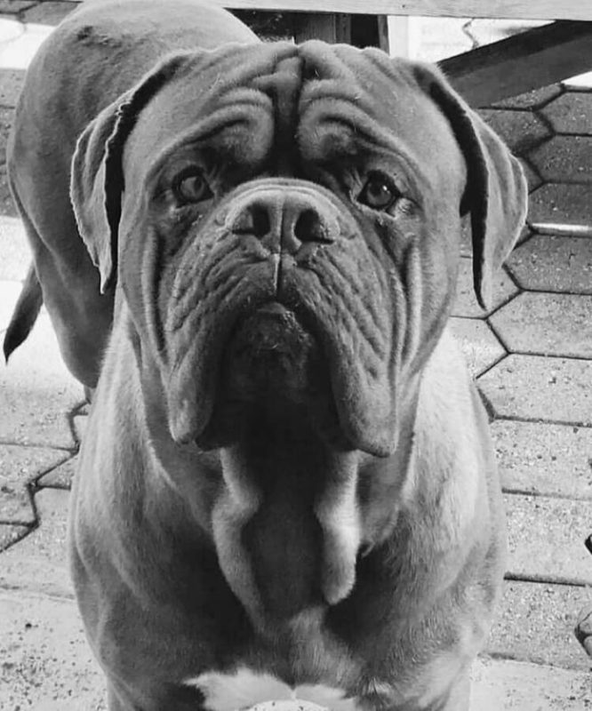 hooponopono e gli animali - Gas